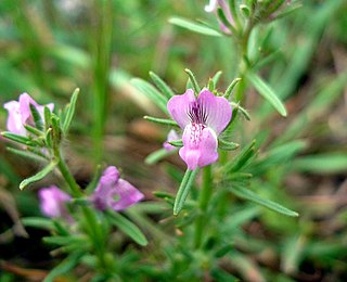 <i>Misopates</i> Genus of flowering plants