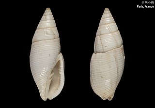 <i>Nebularia pellisserpentis</i> Species of gastropod