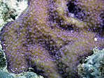 Montipora grisea