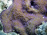 Montipora grisea.jpg