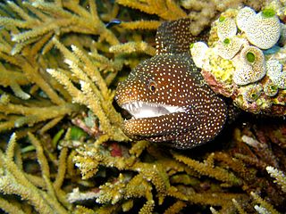 Moray eel family of fishes