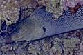 * Nomination Giant moray (Gymnothorax javanicus), Red Sea, Egypt --Poco a poco 11:08, 5 August 2023 (UTC) * Promotion  Support Good quality. --Ermell 11:16, 5 August 2023 (UTC)