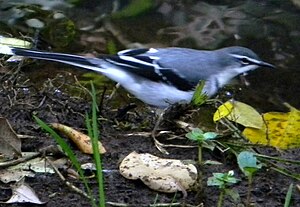 Mountain Wagtail.jpg