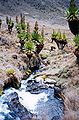 ‎Giant Senecio flowers, Mount Kenya