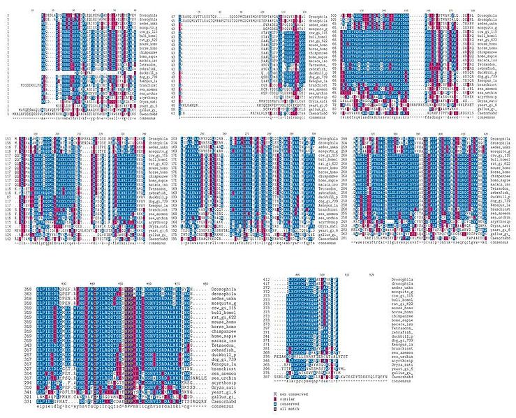 File:Multiple sequence alignment.JPG