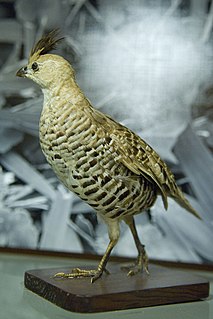 Banded quail Species of bird
