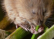 A muskrat eating a plant, showing the long claws used for digging burrows Muskrat eating plant.jpg