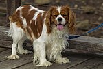 Thumbnail for File:My Boy -TOM on Woody Point Jetty (35604063082).jpg