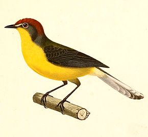 Descripción de la imagen Myioborus brunniceps 1847.jpg.