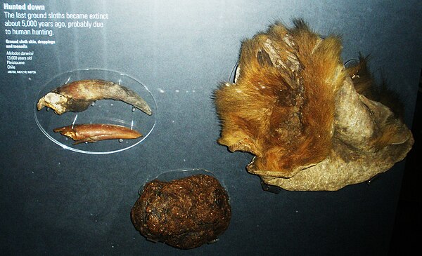 Toenails, dung and skin, Natural History Museum, London