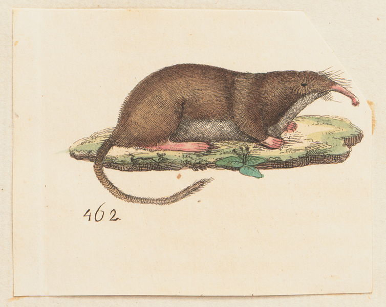 File:Myogale pyrenaica - 1700-1880 - Print - Iconographia Zoologica - Special Collections University of Amsterdam - UBA01 IZ20900157 (cropped 2).png