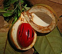 Image of ripe nutmeg fruit split open to show red aril