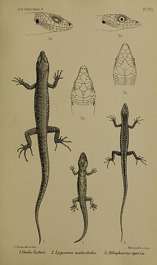 <i>Cryptoblepharus egeriae</i> Species of reptile