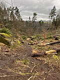 Миниатюра для Файл:Nationalpark Sächsische Schweiz Kahntilke lub 2024-03-16 img01.jpg