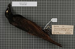 Naturalis Biodiversity Center - RMNH.AVES.143312 1 - Aplonis atrifusca (Peale, 1848) - Sturnidae - bird skin specimen.jpeg