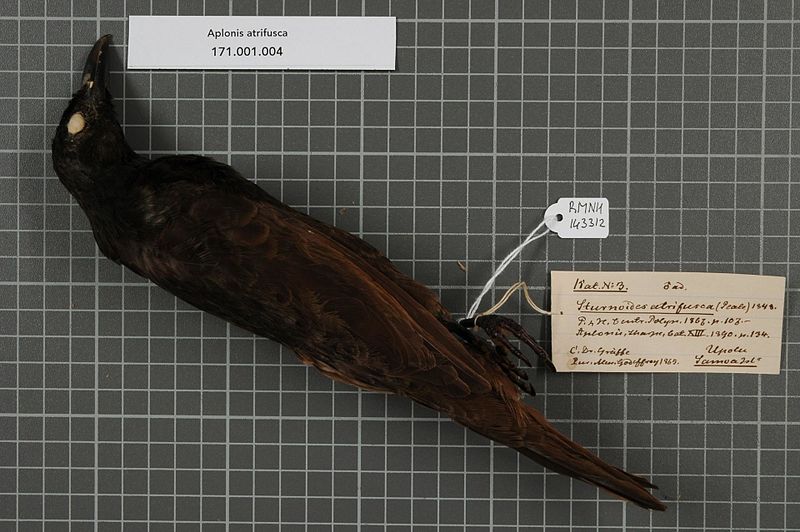 File:Naturalis Biodiversity Center - RMNH.AVES.143312 1 - Aplonis atrifusca (Peale, 1848) - Sturnidae - bird skin specimen.jpeg