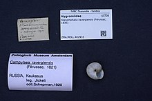 Naturalis Biodiversity Center - ZMA.MOLL.402933 - Stenomphalia ravergiensis (Ferussac, 1835) - Hygromiidae - Mollusc shell.jpeg