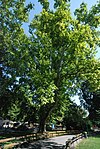 Plane tree (Platana x hybrida)