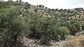 Navidhand village Spinpe Gharze Mountain 154 - panoramio.jpg