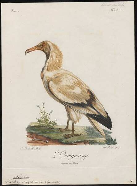 File:Neophron percnopterus - 1796-1808 - Print - Iconographia Zoologica - Special Collections University of Amsterdam - UBA01 IZ18100141.tif