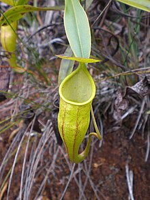 Nepenthes micramphora.jpg