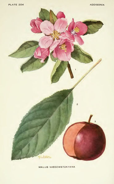 File:Niedzwietsky apple.jpg