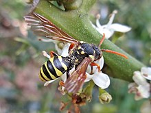 Nomada goodeniana (Apidae) - (imago) ، مولنهاک ، هلند. jpg