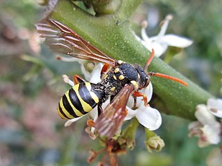 Nomada goodeniana