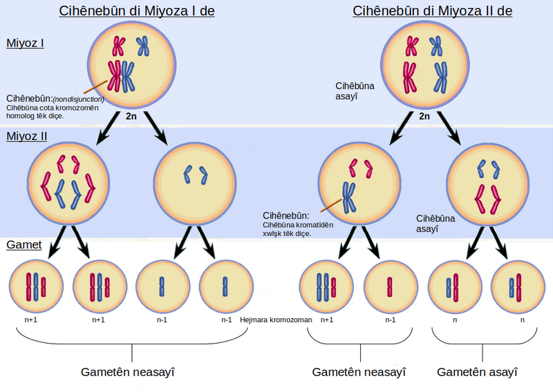 File:Non-Disjunction ku.png