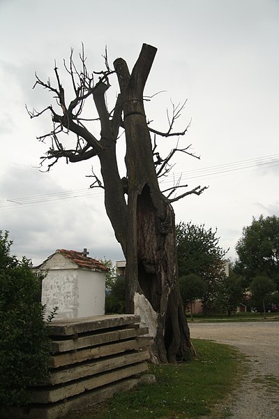 File:North view of famous tree Lípa u kapličky in Nové Syrovice, Třebíč District.jpg