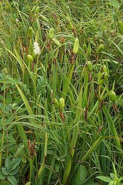 Iris sp.