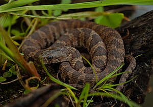 Northern Watersnake (Nerodia sipedon sipedon) - Flickr - 2ndPeter.jpg