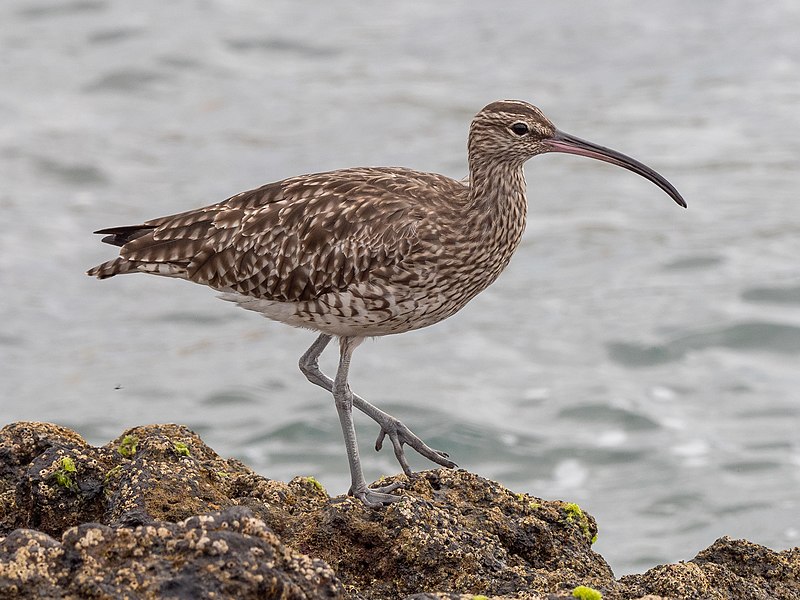 File:Numenius phaeopus EM1B0855 (33546973078).jpg