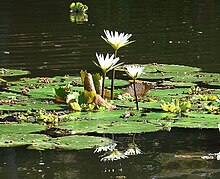 Nymphaea ampla, the Mayan or dotleaf waterlily Nymphaea ampla, Mayan Water Lilies (9679364907).jpg