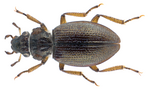 Miniatura para Ochthebius metallescens