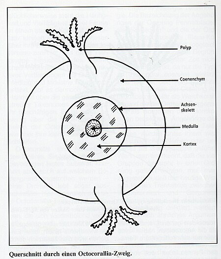 Octocorallia Querschnitt.jpg