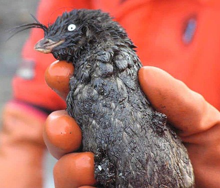 This crested auklet was oiled in Alaska during the spill of MV Selendang Ayu in 2004.