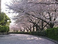 岡崎市民球場付近の桜並木