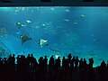 allentchang: People watching fish; fish watching people (Okinawa Churaumi Aquarium)