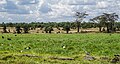 Ol Peseta, Kenya (31705923316).jpg