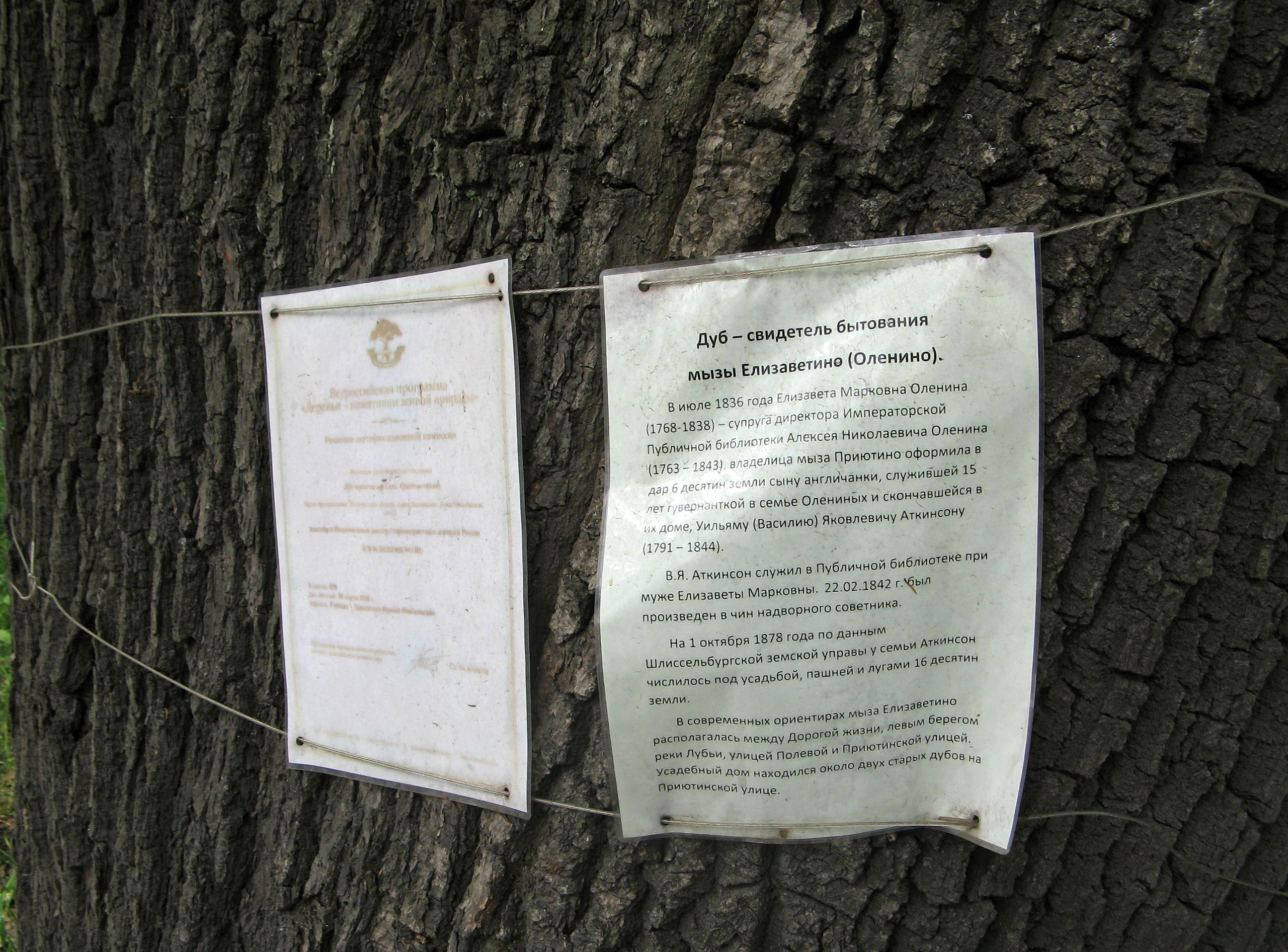 Файл:Old Oak in Berngardovka 02.jpg — Путеводитель Викигид Wikivoyage