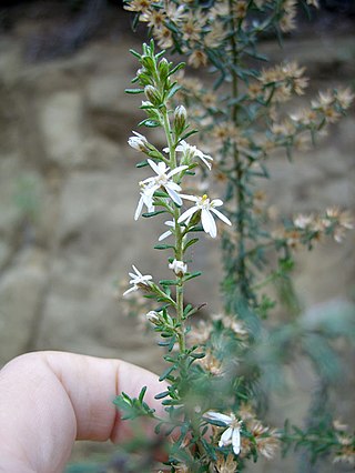 <i>Olearia ericoides</i> Species of shrub