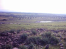 Olive cultivation in Alhulah area Homs Governorg.JPG