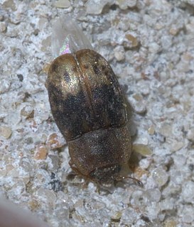 <i>Omosita nearctica</i> Species of beetle