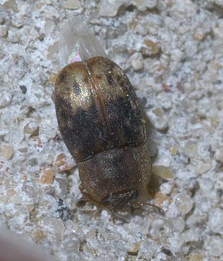 <i>Omosita nearctica</i> Species of beetle