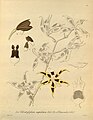 Oncidium leucomelas (as syn. Odontoglossum leucomelas) plate 184, fig. II 3-4 in: H. G. Reichenbach: Xenia orchidacea - vol. 2 (1874)