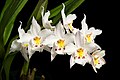 Oncidium alexandrae