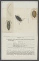 Oniscus asellus - - Print - Iconographia Zoologica - Special Collections University of Amsterdam - UBAINV0274 098 08 0050.tif
