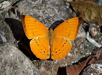 Dorsal view (male)