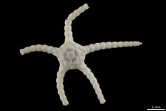 File:Ophiozonella falklandica - OPH-000114 hab-dor-select.tif (Category:Echinodermata in the Natural History Museum of Denmark)